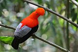 Andean Cock-of-the-rock